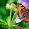 История приметы о бабочке: значение и как поступить