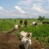 Inimeste brutselloos on loomadelt leviv bakter