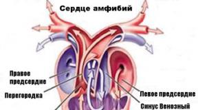 Строение и функционирование