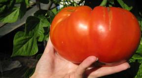 Kuidas tomateid toita, et viljad oleksid suured ja magusad