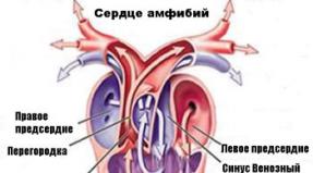 Строение и функционирование