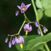 Mõrkjas öövihk (Karulauk) – Solanum dulcamara L