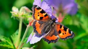 История приметы о бабочке: значение и как поступить